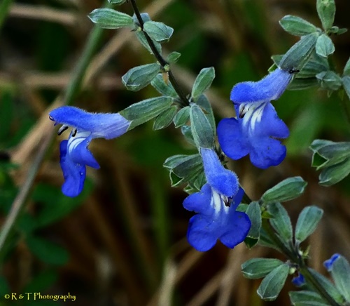 {Salvia azurea}